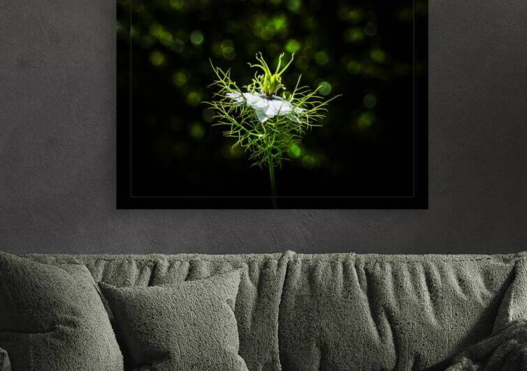 Love-in-a-Mist by maggie mccall