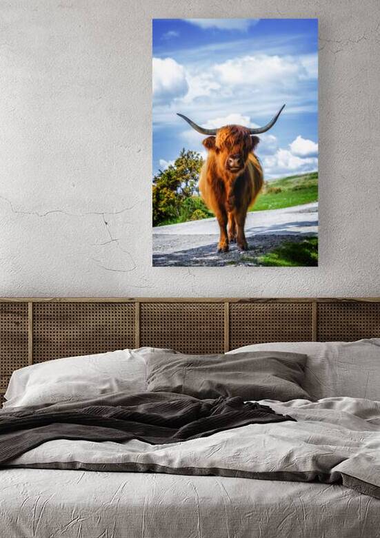 Highland Cow Dartmoor Devon by maggie mccall