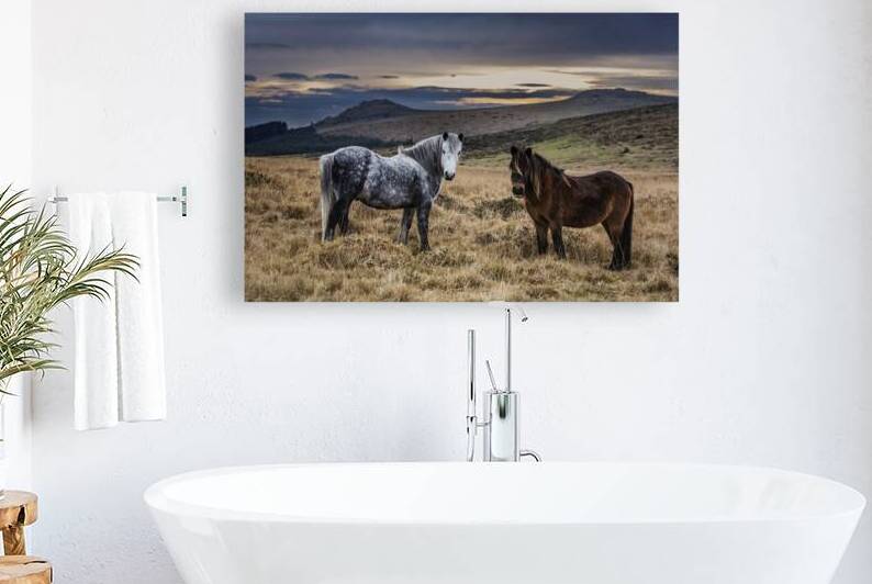 Dartmoor Ponies Devon by maggie mccall