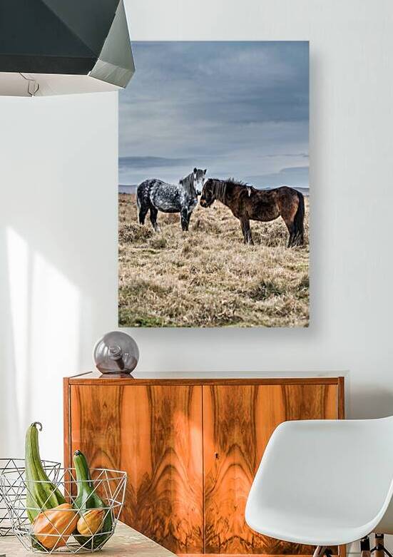 Dartmoor Ponies by maggie mccall