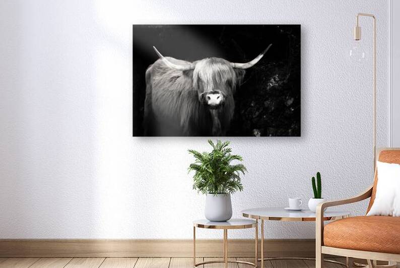 Highland Cow Dartmoor by maggie mccall