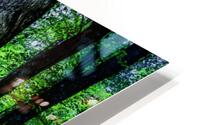 Bluebell Wood Devon. HD Metal print