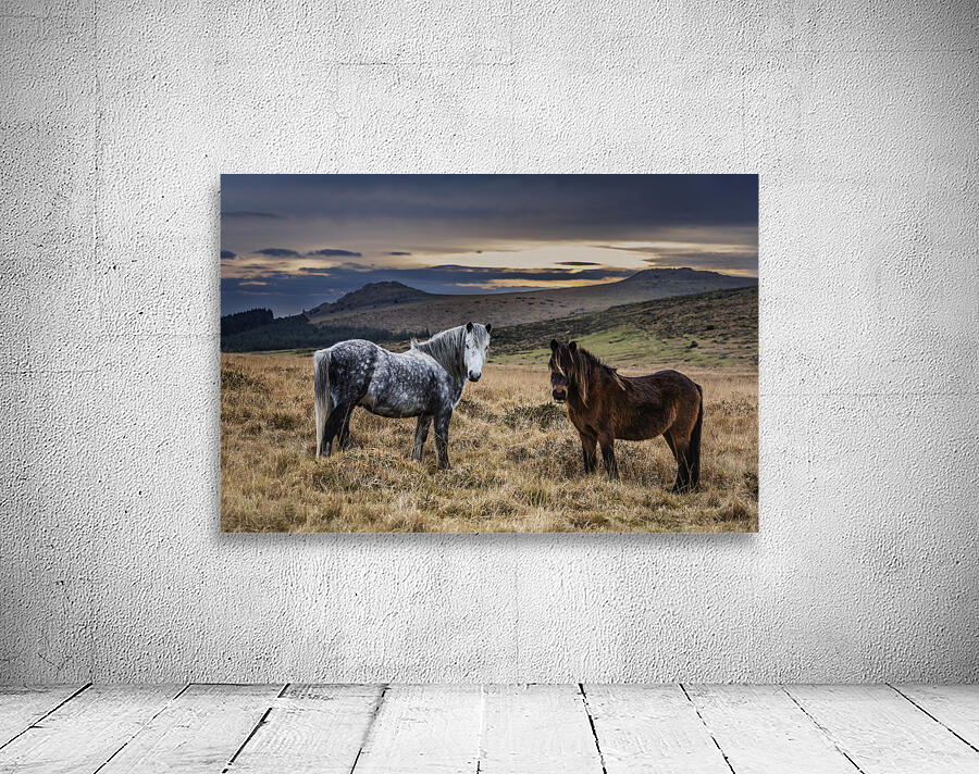 Dartmoor Ponies Devon Wall Preview