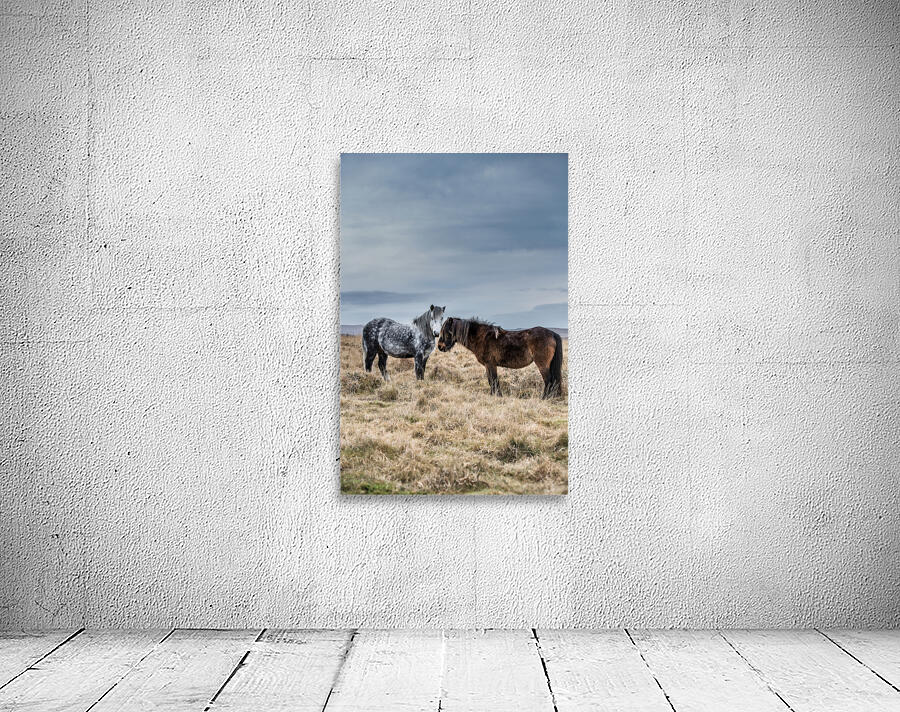 Dartmoor Ponies Wall Preview