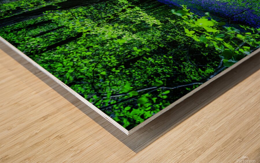 Bluebell Wood Devon. Wood print