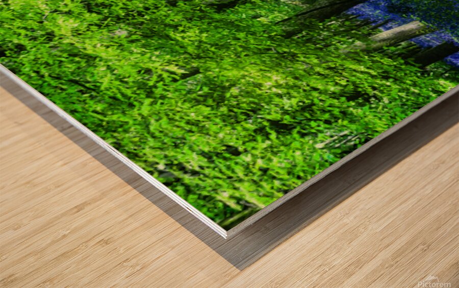 Bluebell Wood Devon Wood print