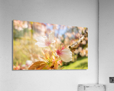 DSC00090 Acrylic Print