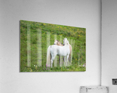 DSC01574 Edit Acrylic Print
