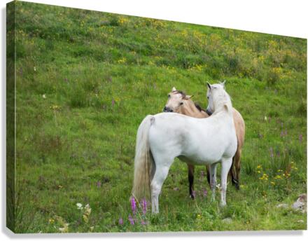 DSC01574 Edit Canvas Print