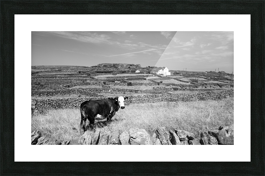 DSC00696 Picture Frame print