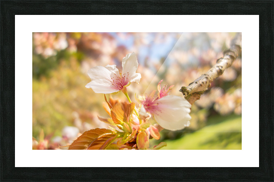DSC00090 Picture Frame print