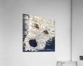 Chip the Labradoodle Acrylic Print