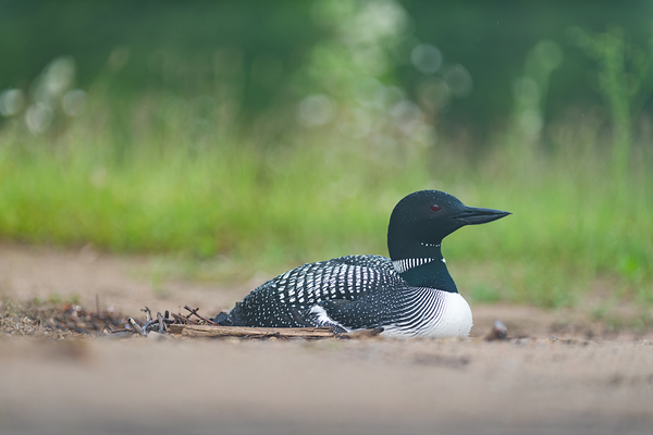Common Loon  2 Digital Download