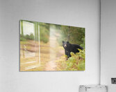 American Black Bear  Acrylic Print