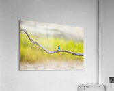 Common Kingfisher  Acrylic Print