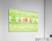  The Sleeping Fox Acrylic Print