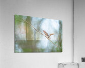 Tree Swallows Acrylic Print