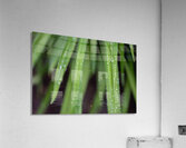 Water Droplets Acrylic Print