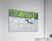 Common Loon Acrylic Print