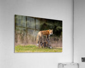 Provider and Protector  Acrylic Print