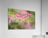 Asian Bleeding Hearts Acrylic Print