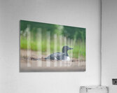 Common Loon  2 Acrylic Print