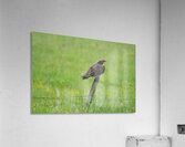 Turkey Vulture  Acrylic Print