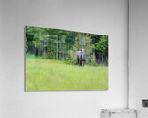 Stare down with a moose Acrylic Print