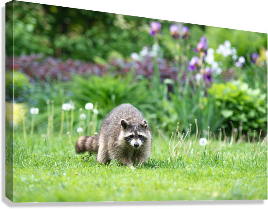 The Bandit Canvas Print