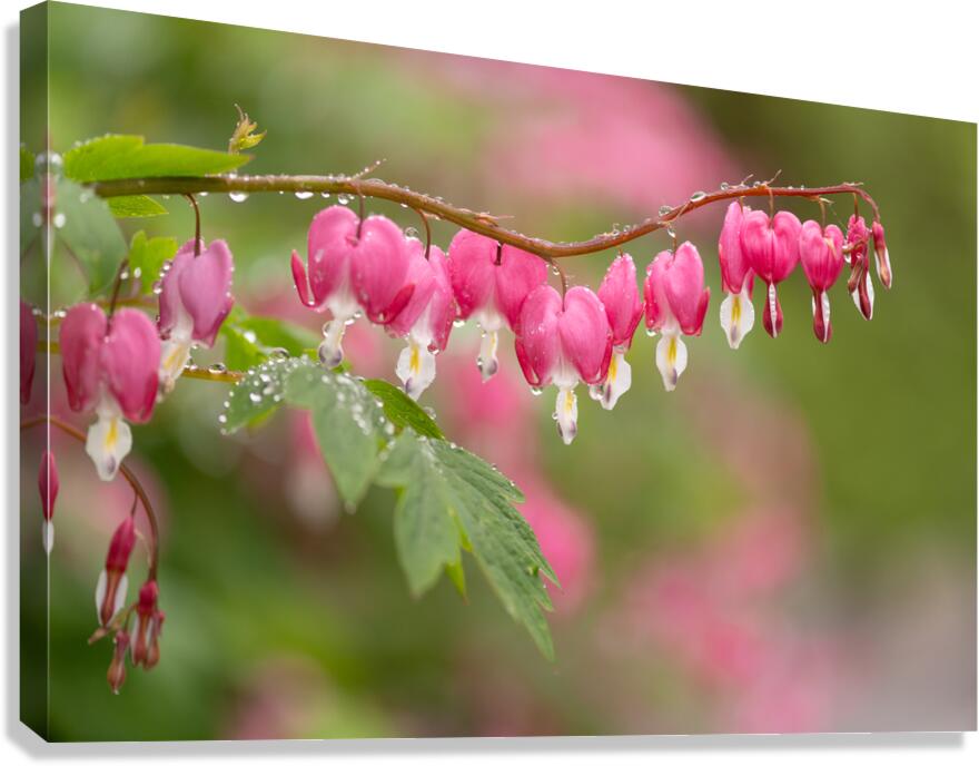 Asian Bleeding Hearts Canvas Print