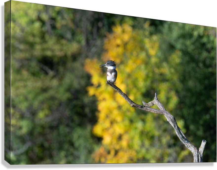 Belted Kingfisher  Canvas Print