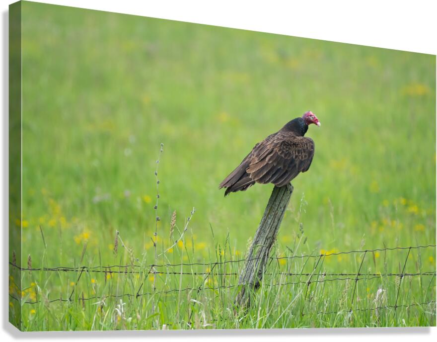Turkey Vulture  Canvas Print