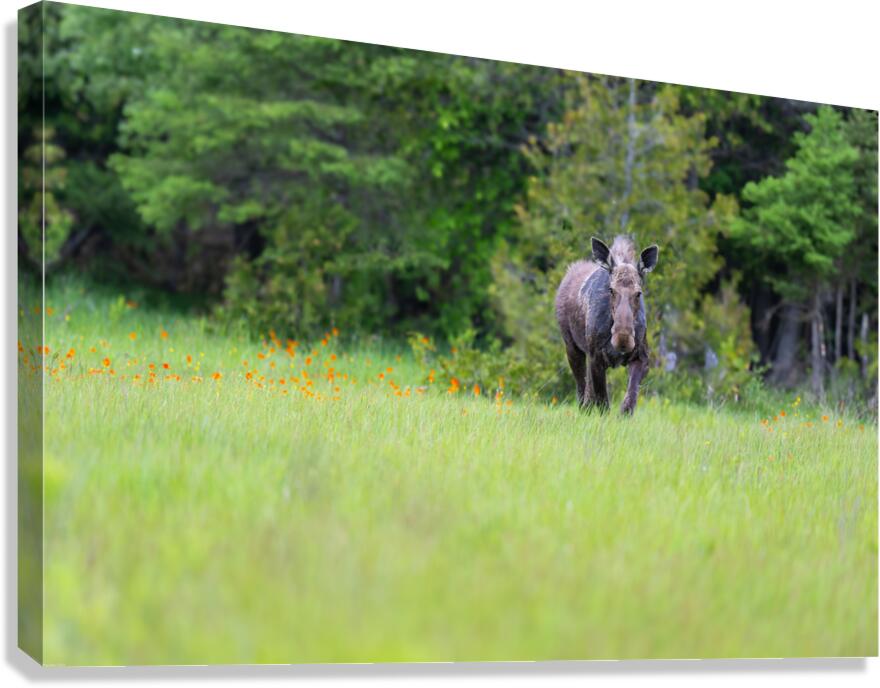 Stare down with a moose Canvas Print