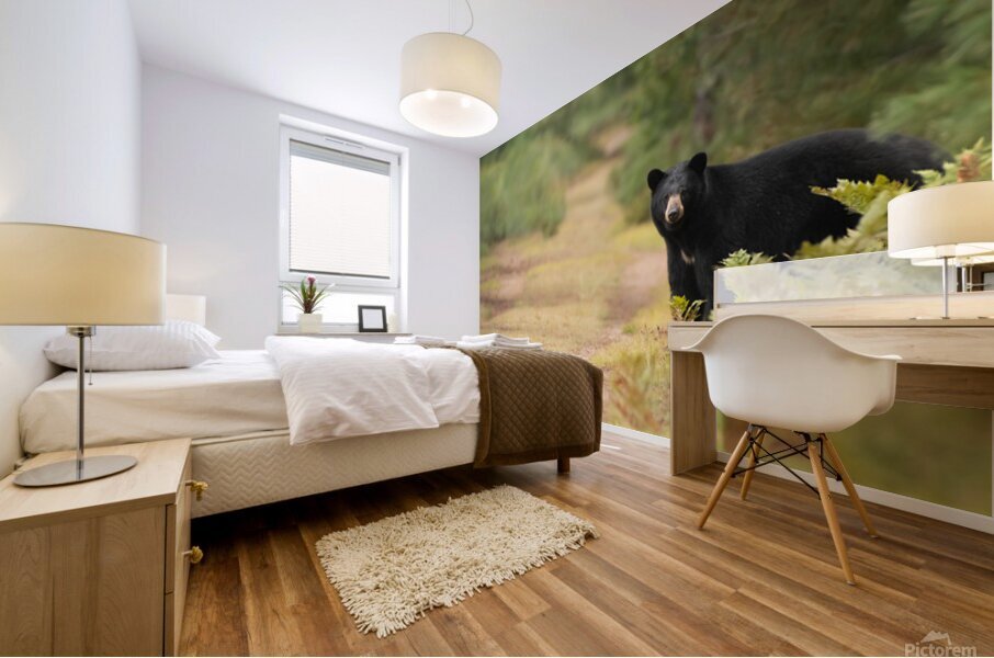 American Black Bear  Mural print