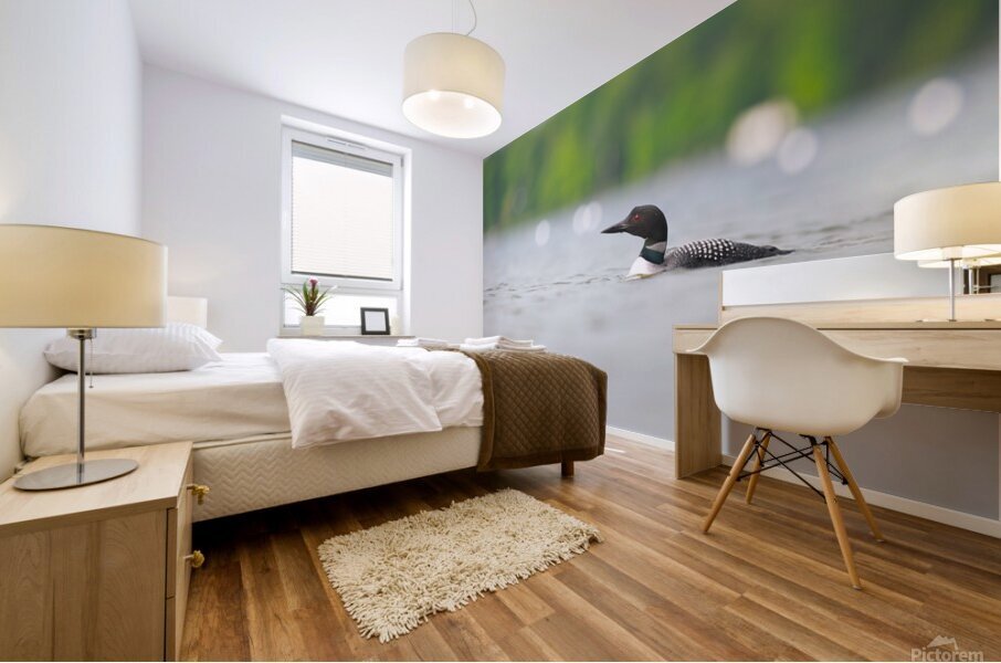 Common Loon Mural print