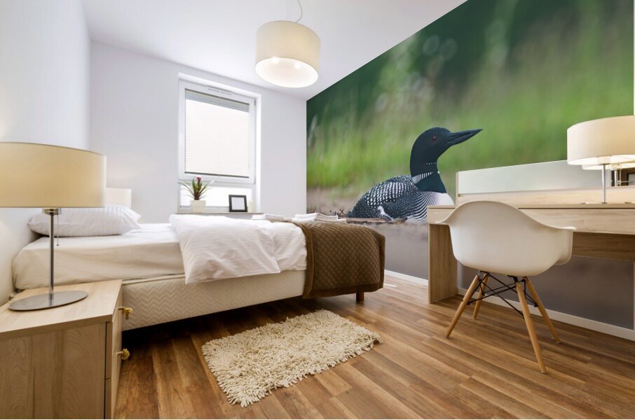 Common Loon  2 Mural print