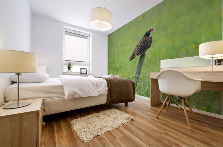 Turkey Vulture  Mural print