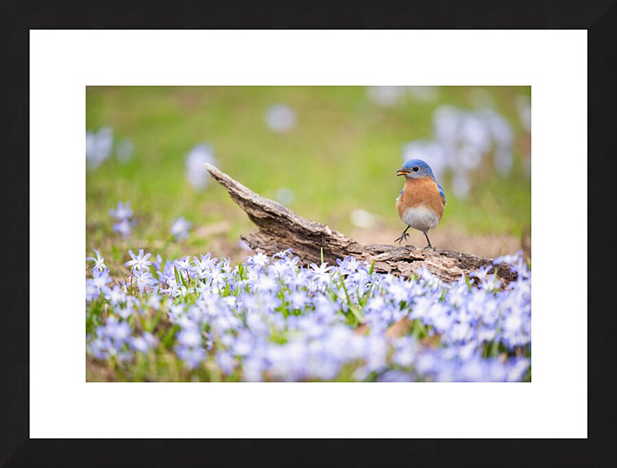  Fine Art print