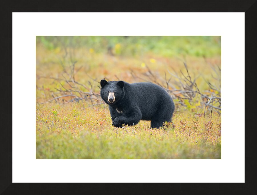  Fine Art print
