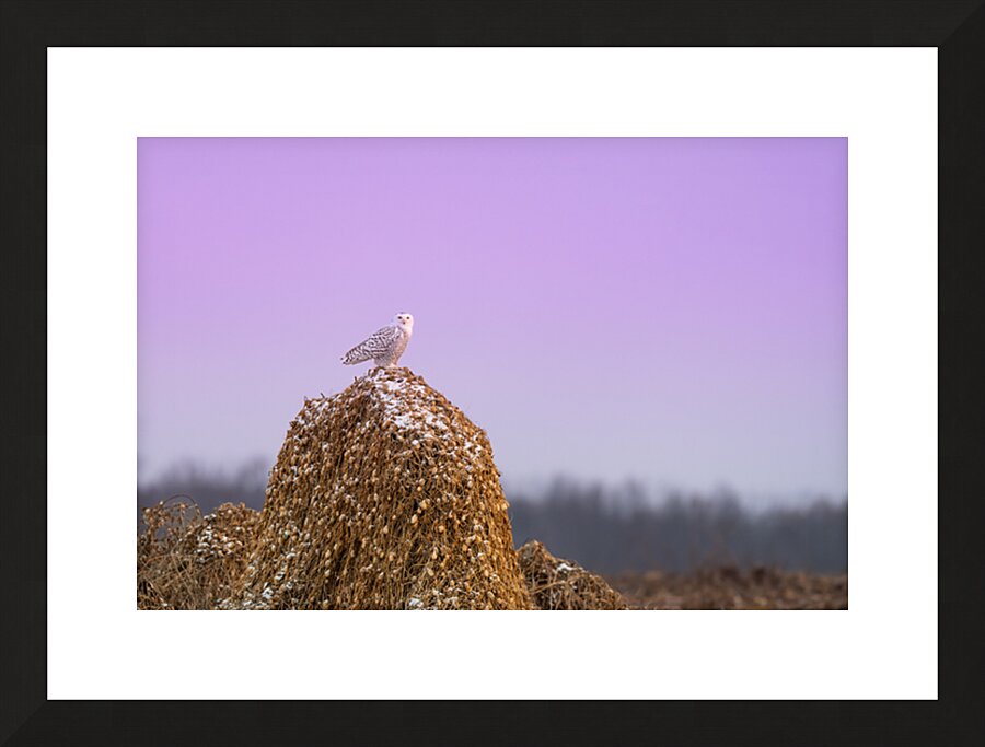  Fine Art print