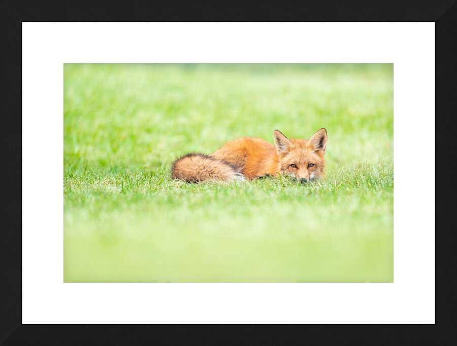  Fine Art print