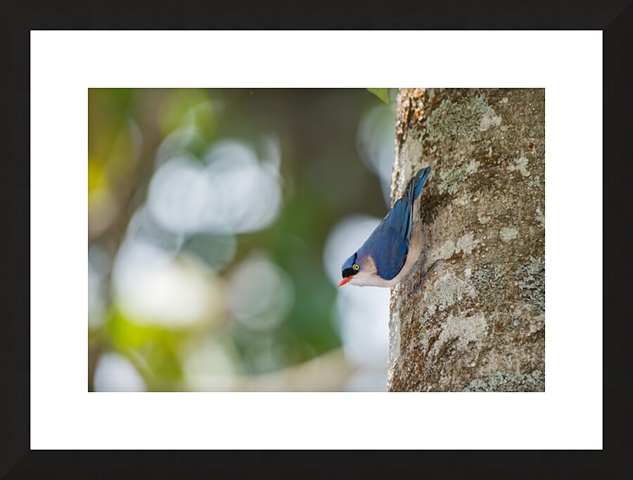  Fine Art print
