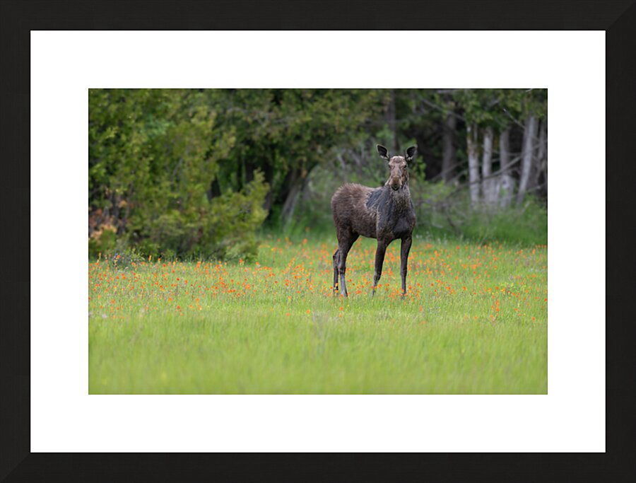  Fine Art print