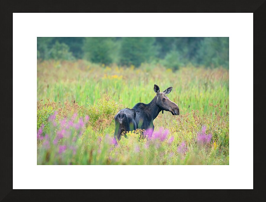  Fine Art print