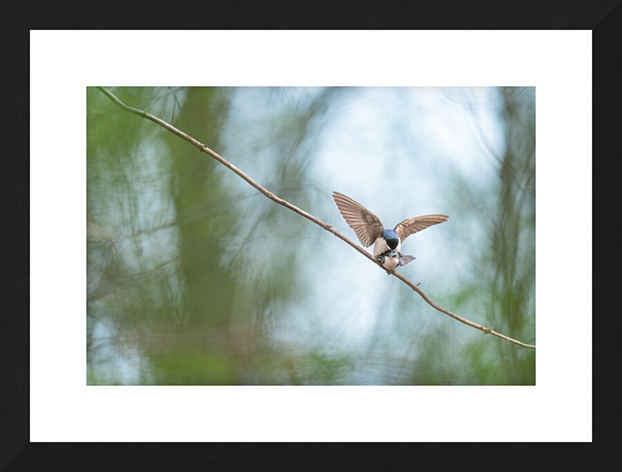 Tree Swallows Picture Frame print