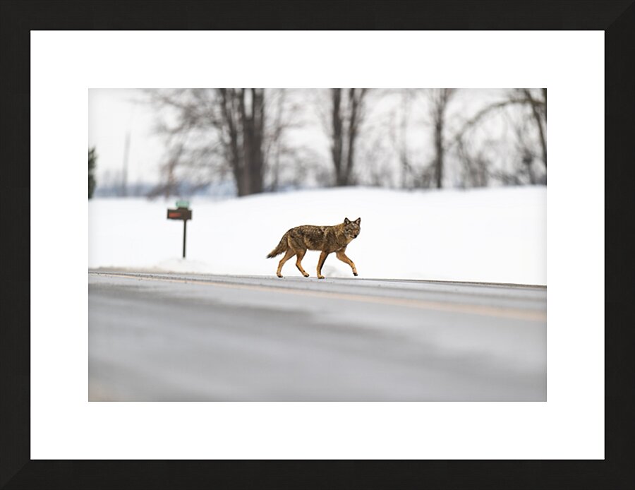  Fine Art print