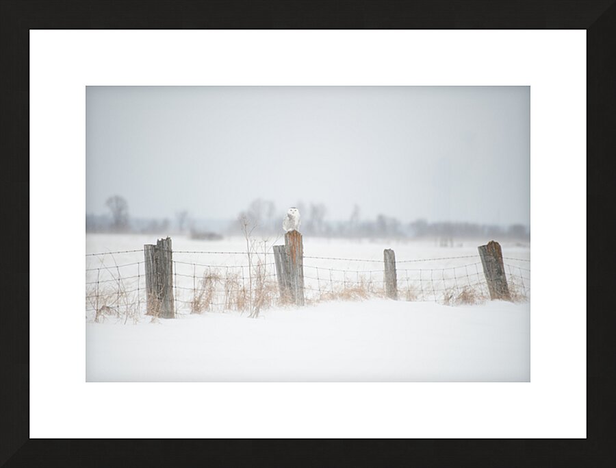  Fine Art print