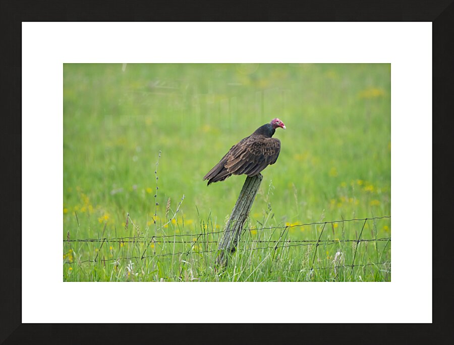  Fine Art print