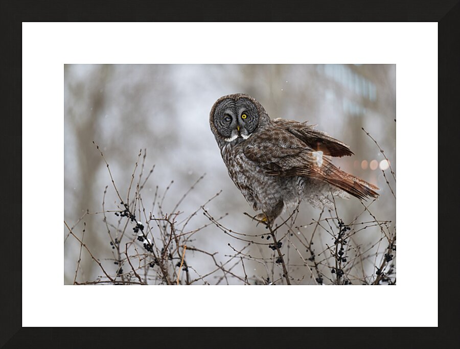  Fine Art print