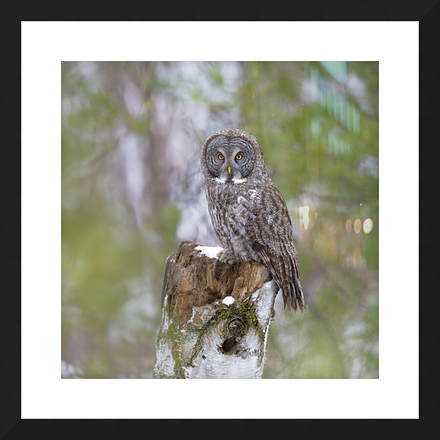  Fine Art print